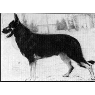 German Shepherd