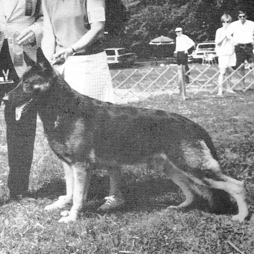 German Shepherd