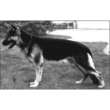 German Shepherd