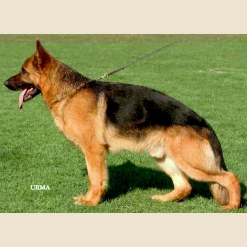 German Shepherd