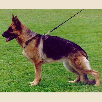 German Shepherd