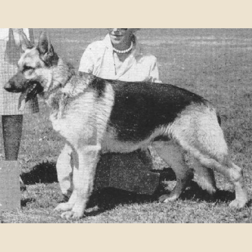 German Shepherd