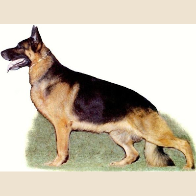 German Shepherd