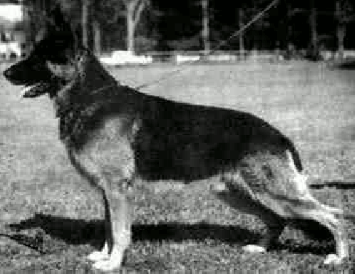 German Shepherd