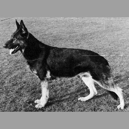 German Shepherd