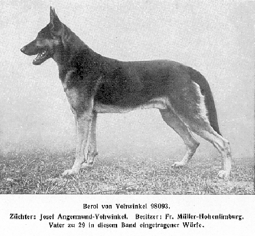 German Shepherd