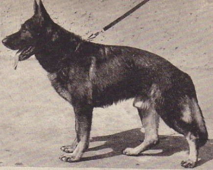 German Shepherd