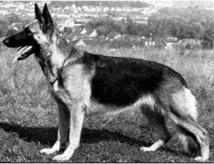 German Shepherd