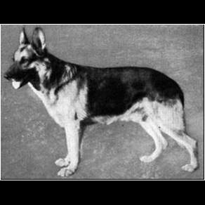 German Shepherd