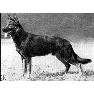 German Shepherd