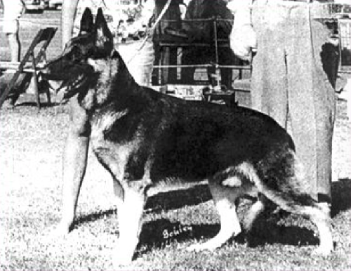 German Shepherd