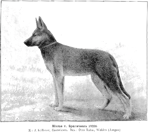German Shepherd