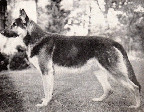 German Shepherd