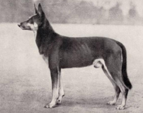 German Shepherd