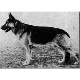 German Shepherd