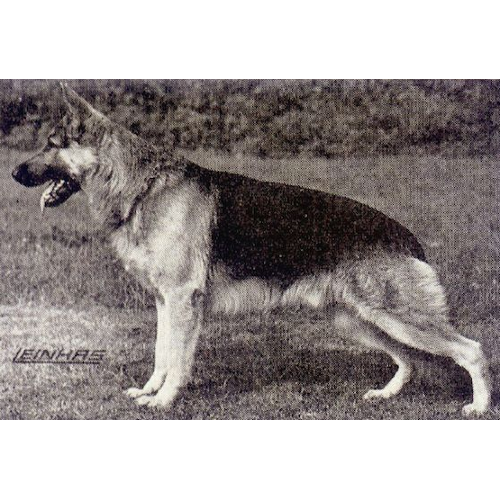 German Shepherd