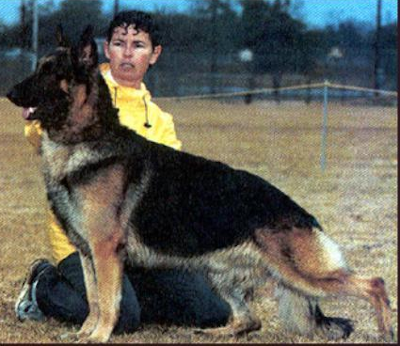 German Shepherd