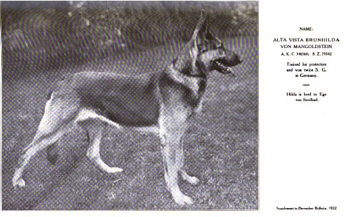 German Shepherd