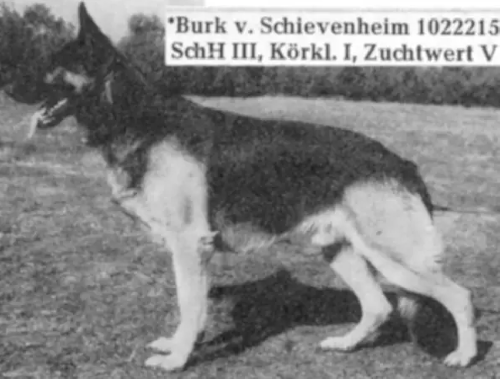 German Shepherd