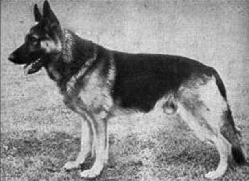 German Shepherd