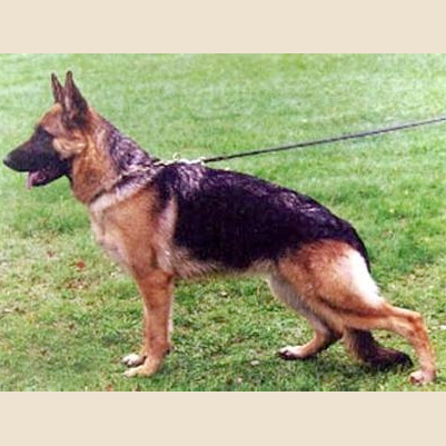 German Shepherd