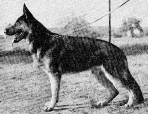 German Shepherd
