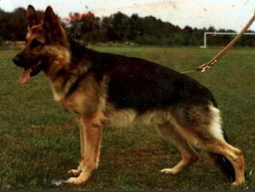 German Shepherd