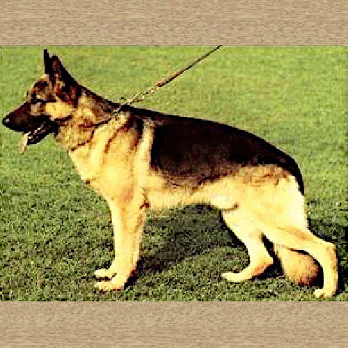 German Shepherd