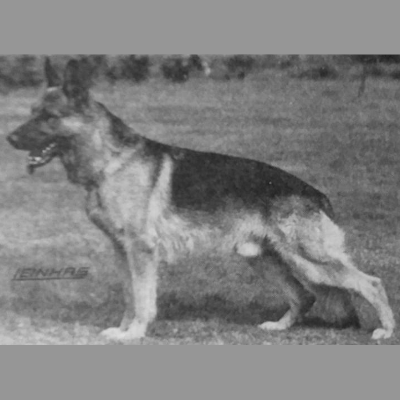 German Shepherd