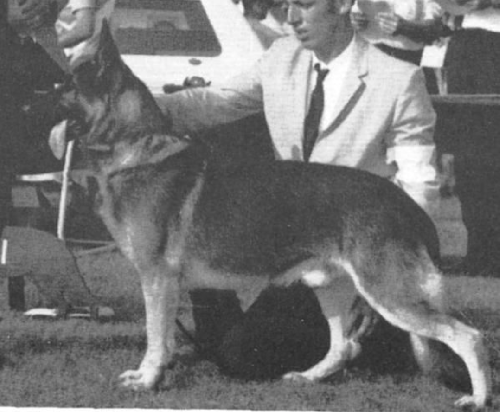 German Shepherd