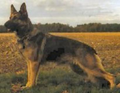 German Shepherd