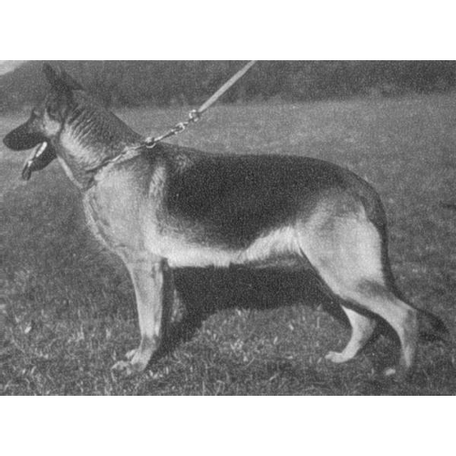 German Shepherd