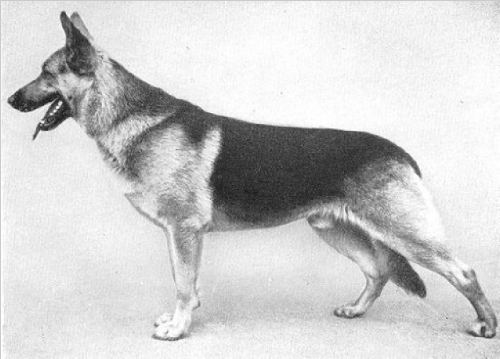 German Shepherd