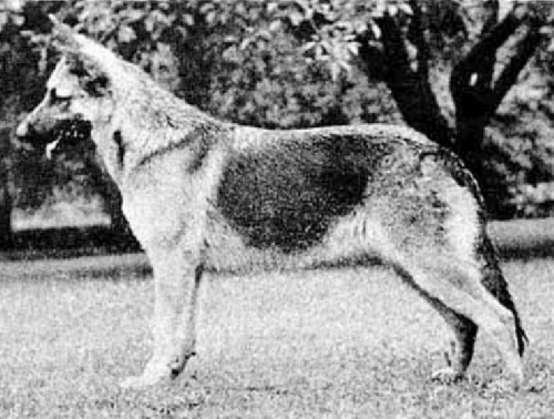 German Shepherd