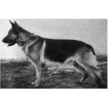 German Shepherd
