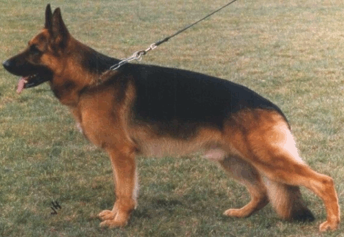 German Shepherd