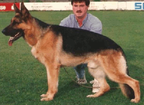 German Shepherd