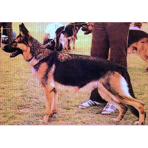 German Shepherd