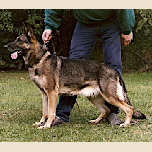 German Shepherd
