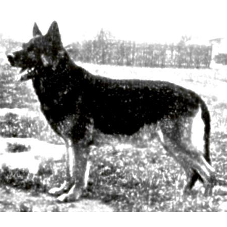 German Shepherd
