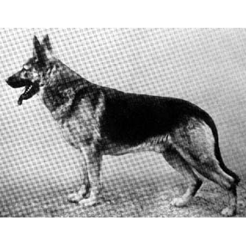 German Shepherd