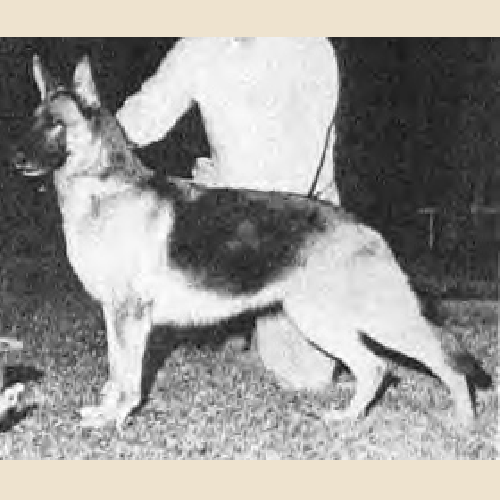 German Shepherd