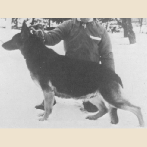 German Shepherd