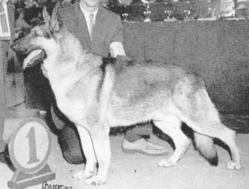German Shepherd