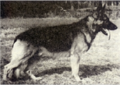 German Shepherd