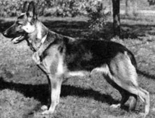 German Shepherd
