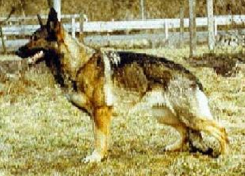 German Shepherd