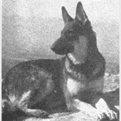 German Shepherd