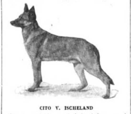 German Shepherd