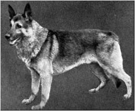 German Shepherd